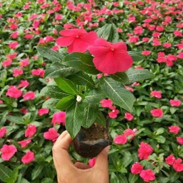 长春花天天开时令草花可视频看货支持