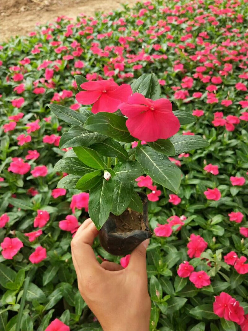 长春花天天开时令草花可视频看货支持