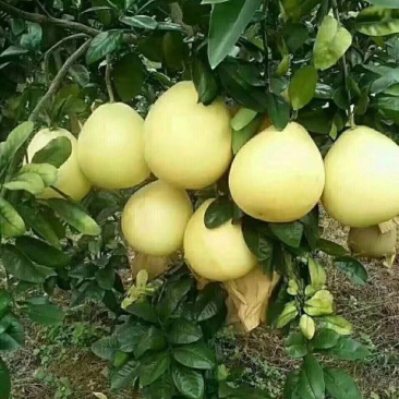 广西容县自家蜜柚