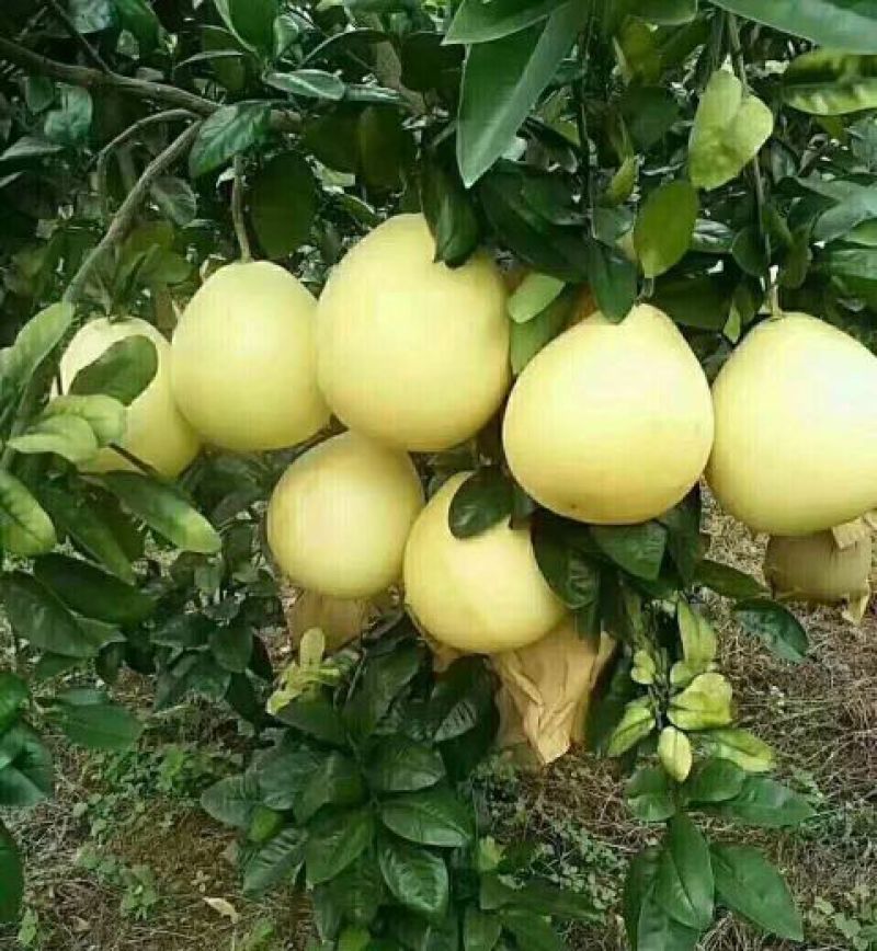 广西容县自家蜜柚