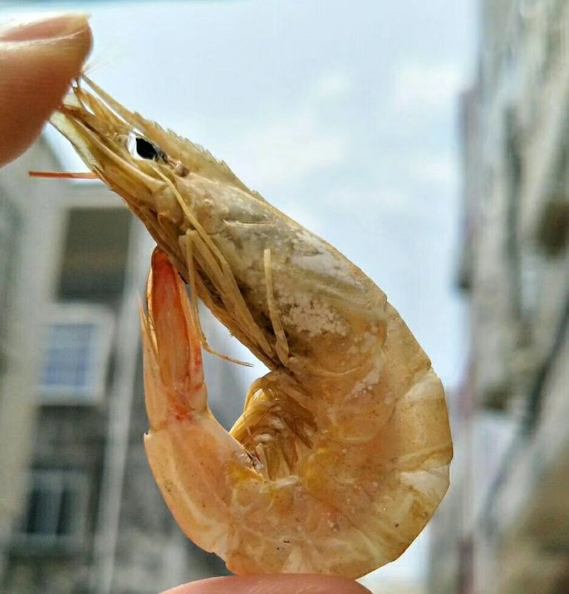虾干
