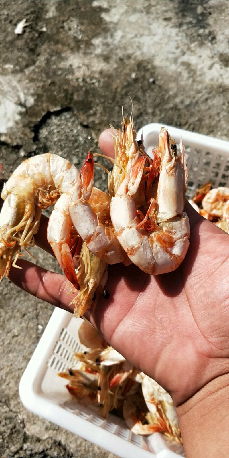 虾干