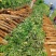 广西黑皮山药，现挖现发，基地一手货源，无中间商，代发全国