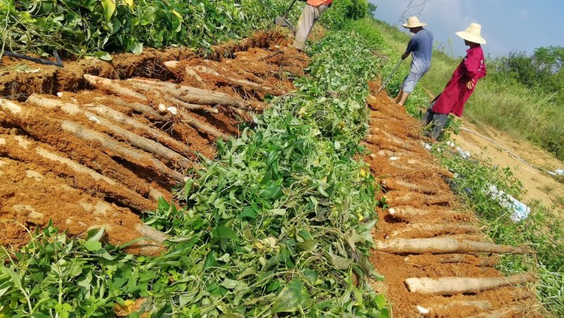 广西黑皮山药，现挖现发，基地一手货源，无中间商，代发全国