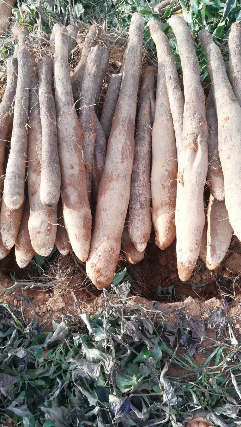 广西黑皮山药，现挖现发，基地一手货源，无中间商，代发全国