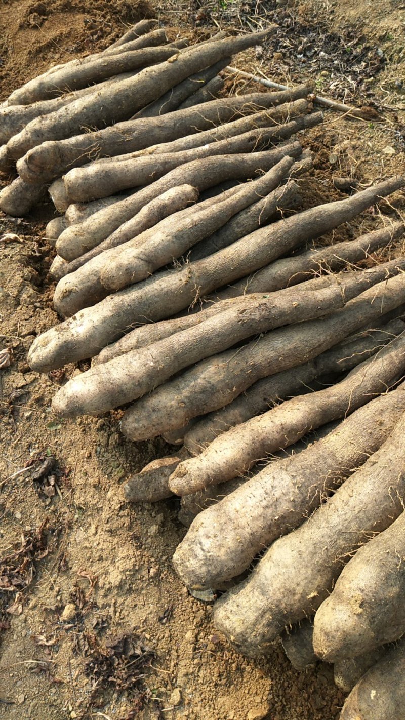 广西黑皮山药，现挖现发，基地一手货源，无中间商，代发全国