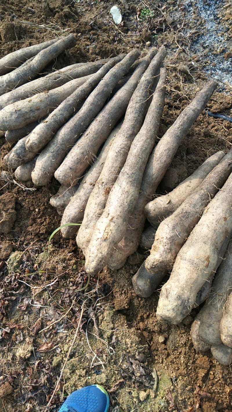 广西黑皮山药，现挖现发，基地一手货源，无中间商，代发全国