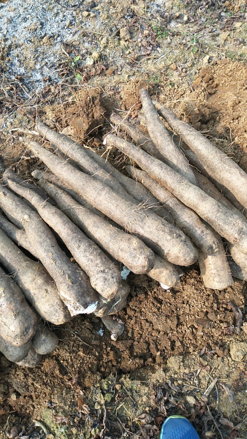广西黑皮山药，现挖现发，基地一手货源，无中间商，代发全国