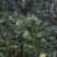 南丰蜜桔统果3.5起
