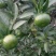 南丰蜜桔统果3.5起