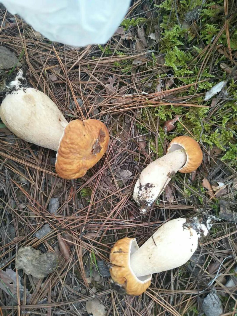 美味牛肝菌冻品
