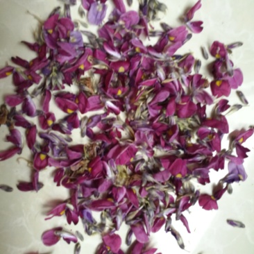葛花大货供应今年新货