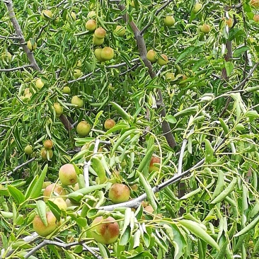 小旺冬枣产地直销，代收！
