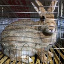 出售种兔商品兔幼兔包技术回收