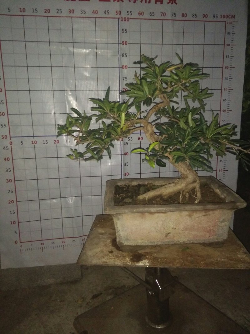 石榴树盆景