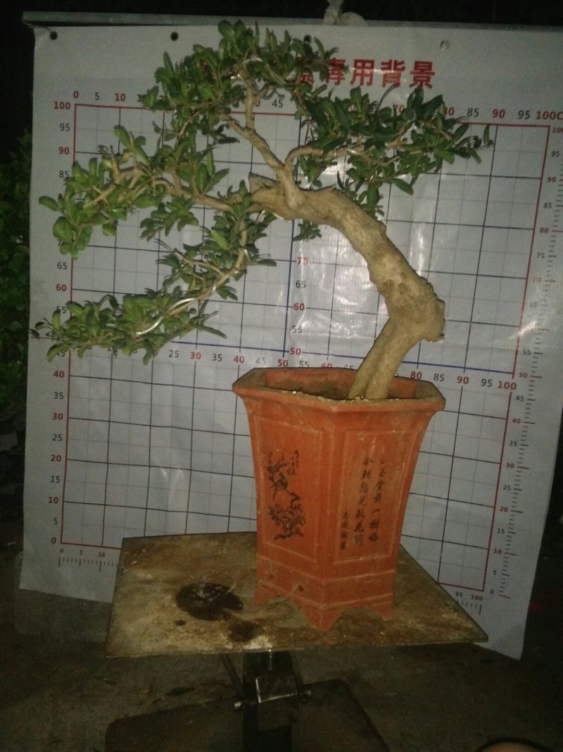 石榴树盆景