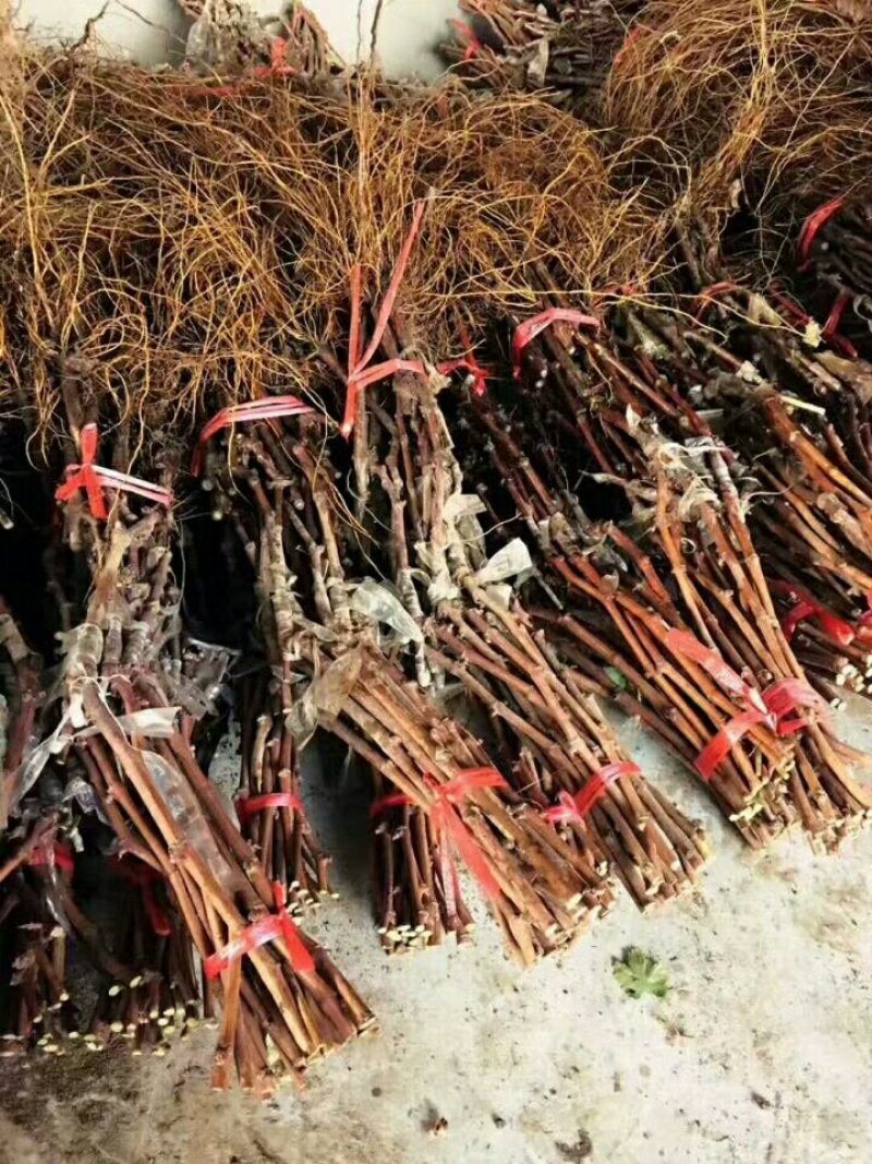 丛林玫瑰基地直销纯度质量成活率有保证假一赔十