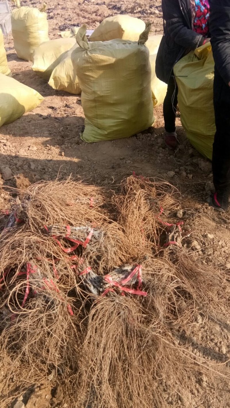 丛林玫瑰基地直销纯度质量成活率有保证假一赔十