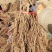 丛林玫瑰基地直销纯度质量成活率有保证假一赔十