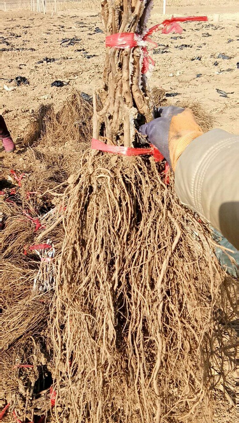 丛林玫瑰基地直销纯度质量成活率有保证假一赔十