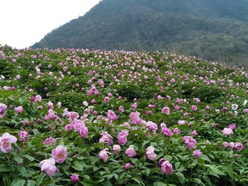 药蜜