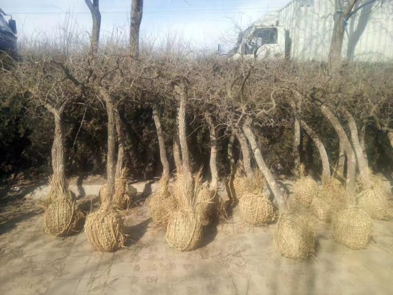 占地枸杞树，0.4至6公分量大量大