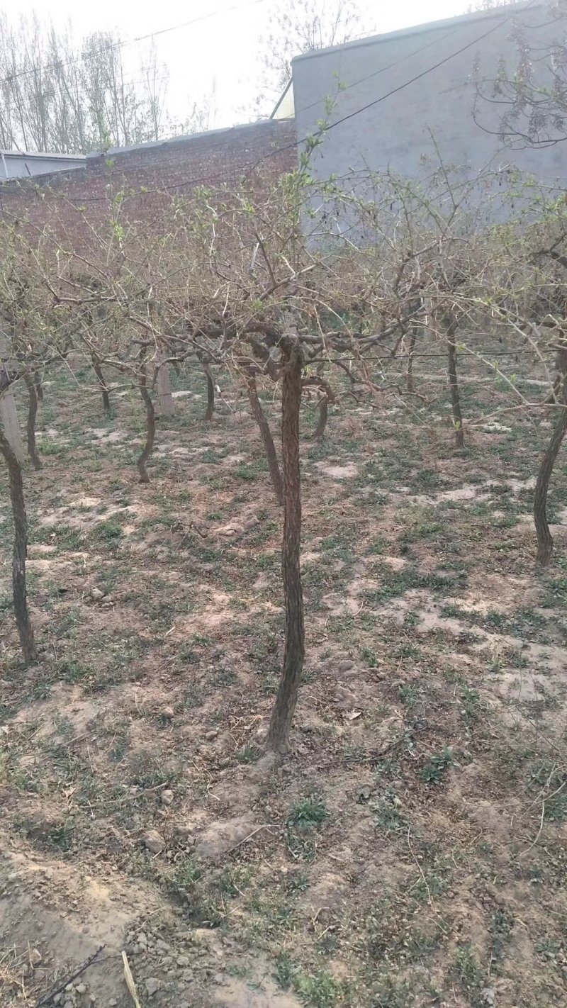 占地枸杞树，0.4至6公分量大量大