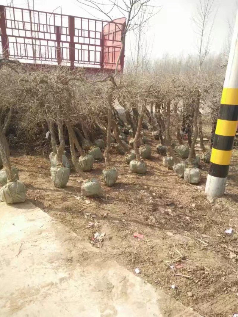 占地枸杞树，0.4至6公分量大量大