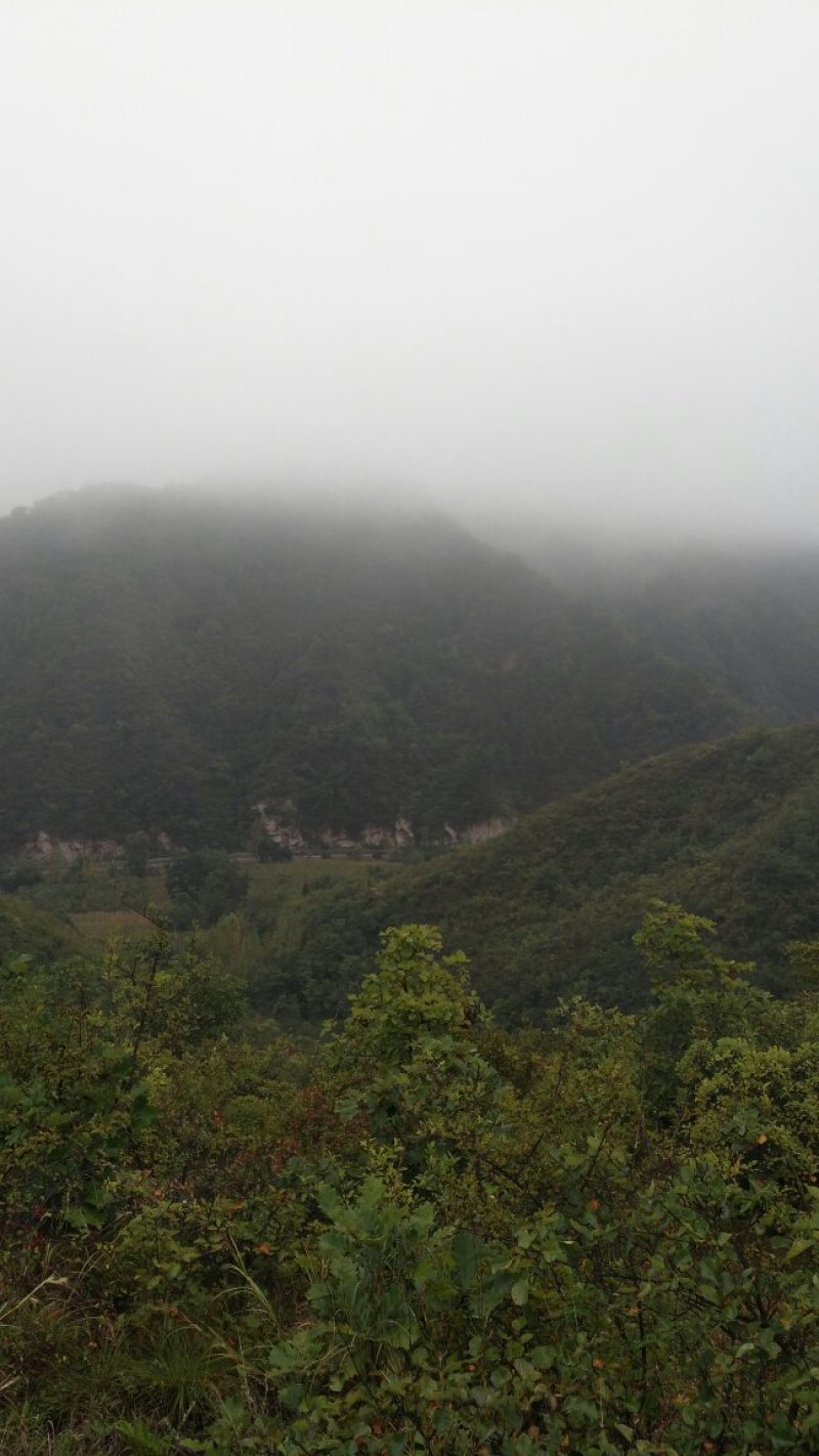 山西运城夏县咱老家土特产专业合作社黑木耳地标标志产品