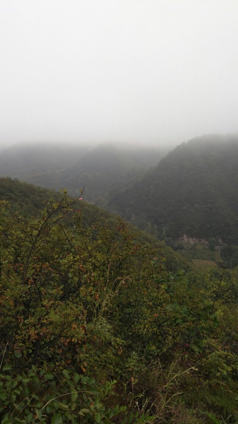 山西运城夏县咱老家土特产专业合作社黑木耳地标标志产品