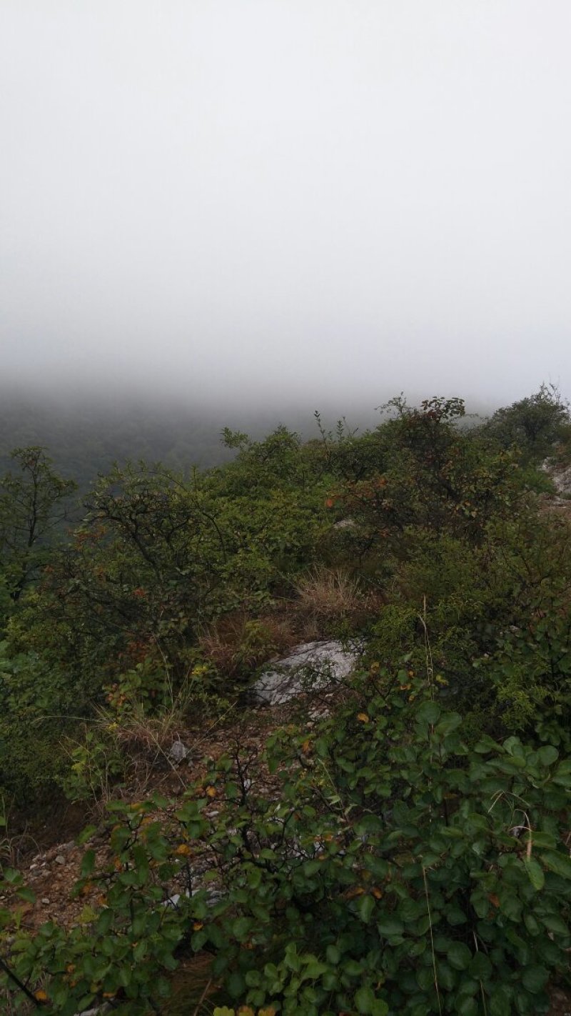 山西运城夏县咱老家土特产专业合作社黑木耳地标标志产品