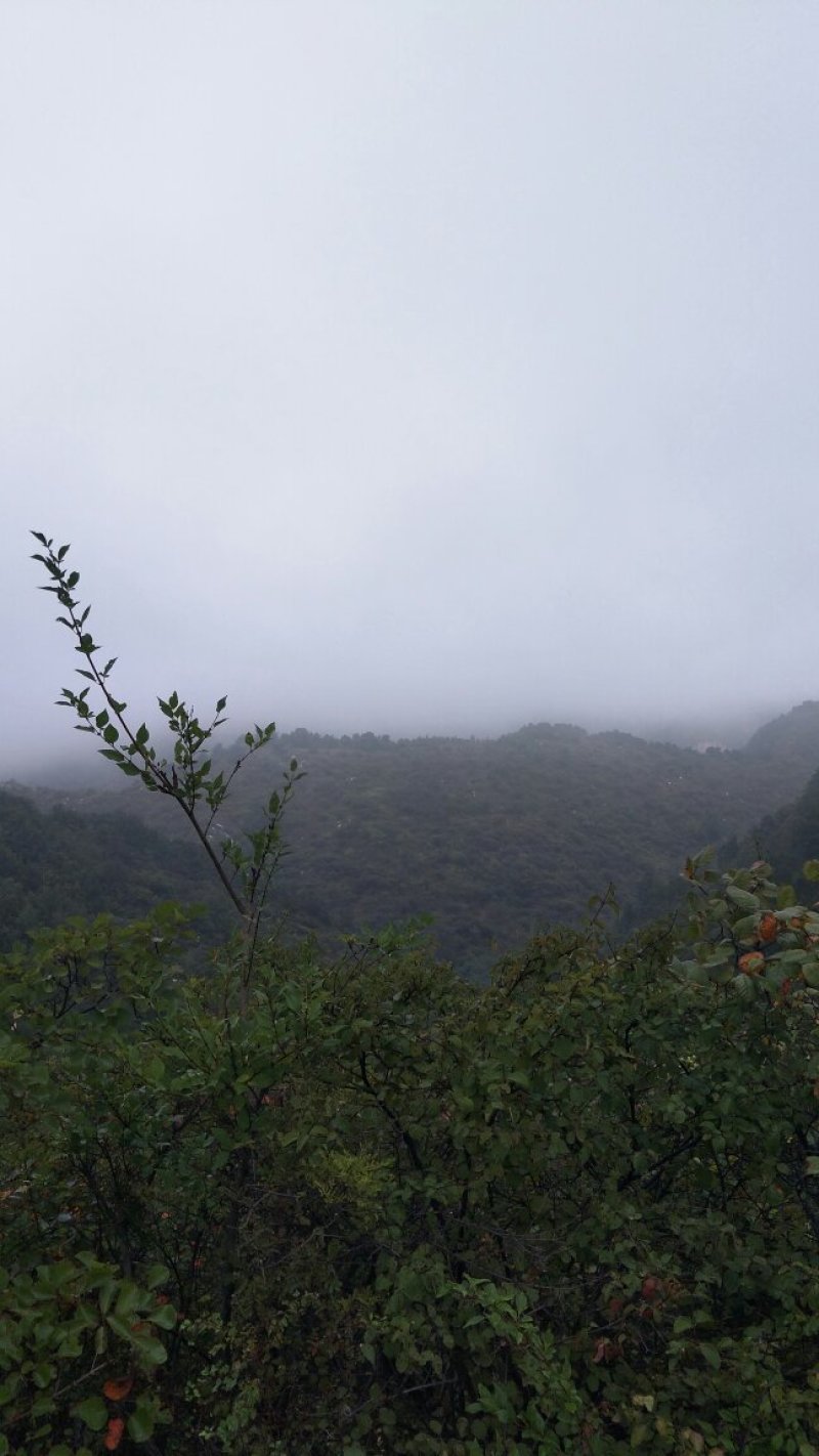 山西运城夏县咱老家土特产专业合作社黑木耳地标标志产品