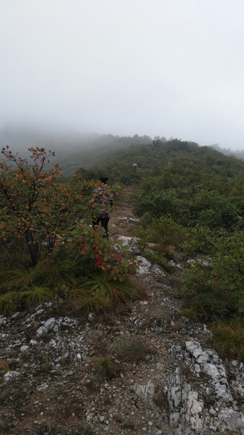 山西运城夏县咱老家土特产专业合作社黑木耳地标标志产品