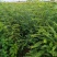 皂刺苗一米皂角苗5O万自己种植苗壮质高信誉第一