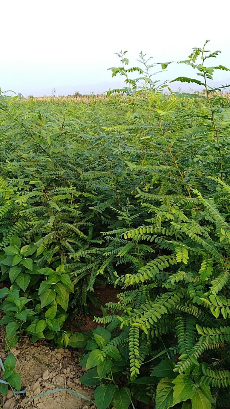 皂刺苗一米皂角苗5O万自己种植苗壮质高信誉第一
