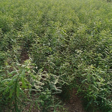 皂刺苗一米皂角苗5O万自己种植苗壮质高信誉第一