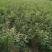 皂刺苗一米皂角苗5O万自己种植苗壮质高信誉第一