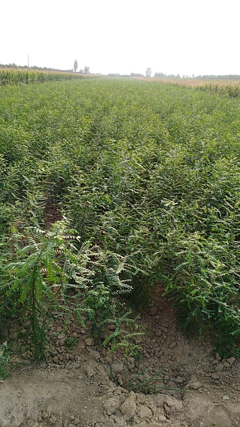 皂刺苗一米皂角苗5O万自己种植苗壮质高信誉第一