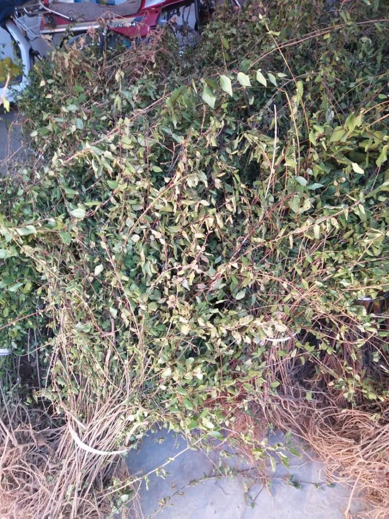 药用连翘苗，山西药用杯苗连翘苗，1-5年生连翘苗