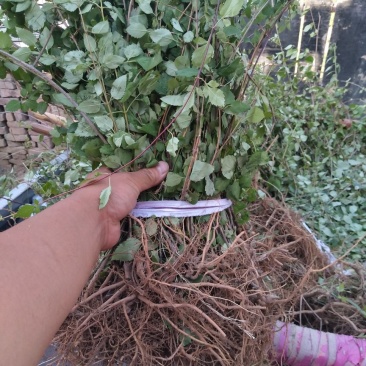 药用连翘苗，山西药用杯苗连翘苗，1-5年生连翘苗