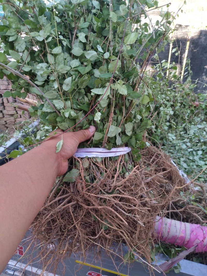 药用连翘苗，山西药用杯苗连翘苗，1-5年生连翘苗
