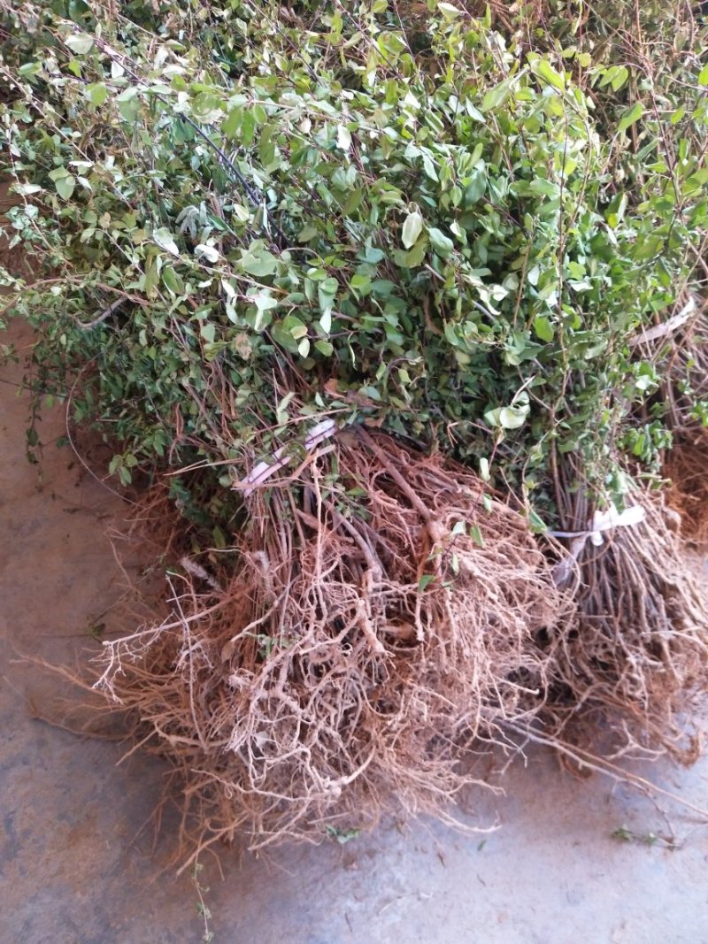 药用连翘苗，山西药用杯苗连翘苗，1-5年生连翘苗