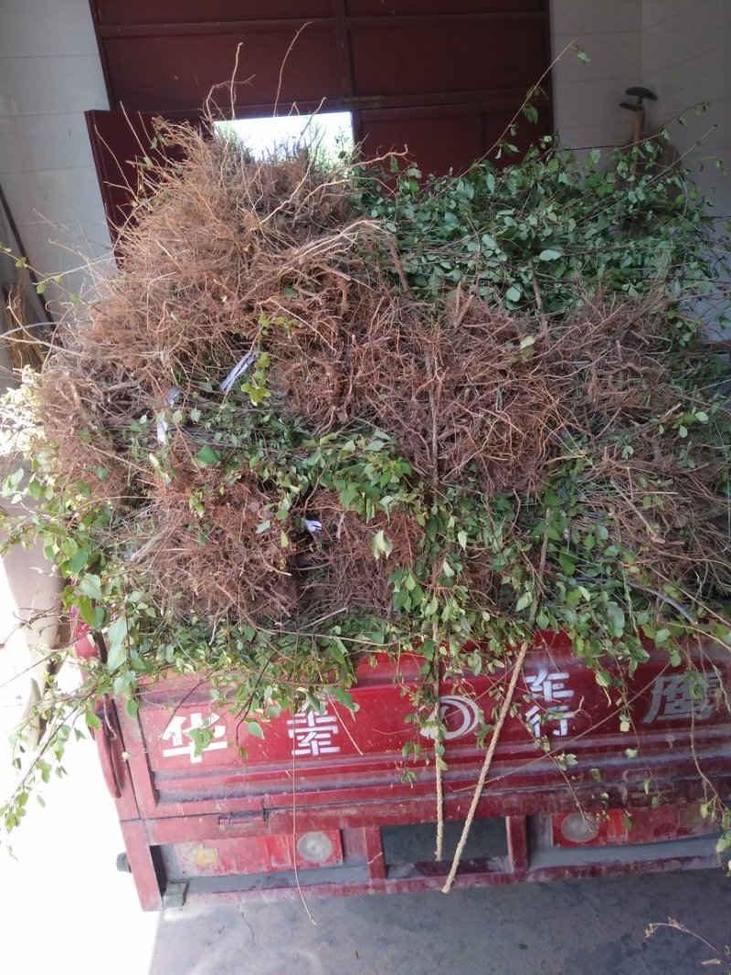药用连翘苗，山西药用杯苗连翘苗，1-5年生连翘苗