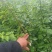药用连翘苗，山西药用杯苗连翘苗，1-5年生连翘苗
