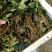 花椒树苗两年苗一米，大红袍花椒苗保湿邮寄价格便宜