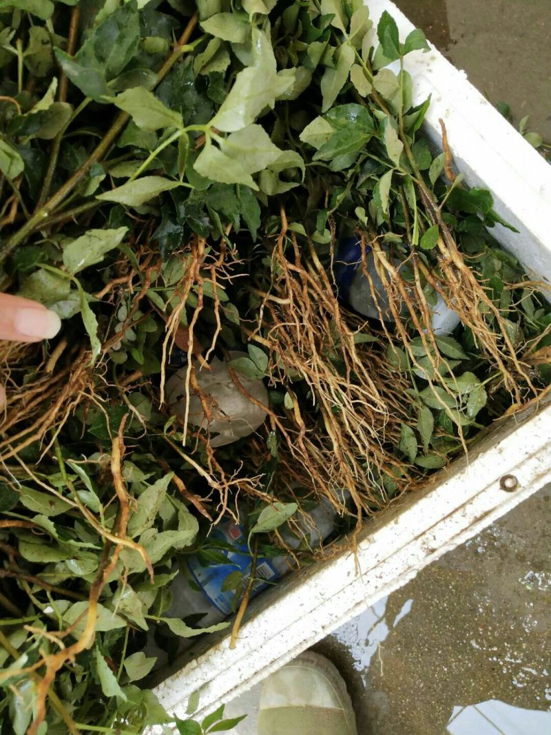花椒树苗两年苗一米，大红袍花椒苗保湿邮寄价格便宜
