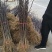 花椒树苗两年苗一米，大红袍花椒苗保湿邮寄价格便宜