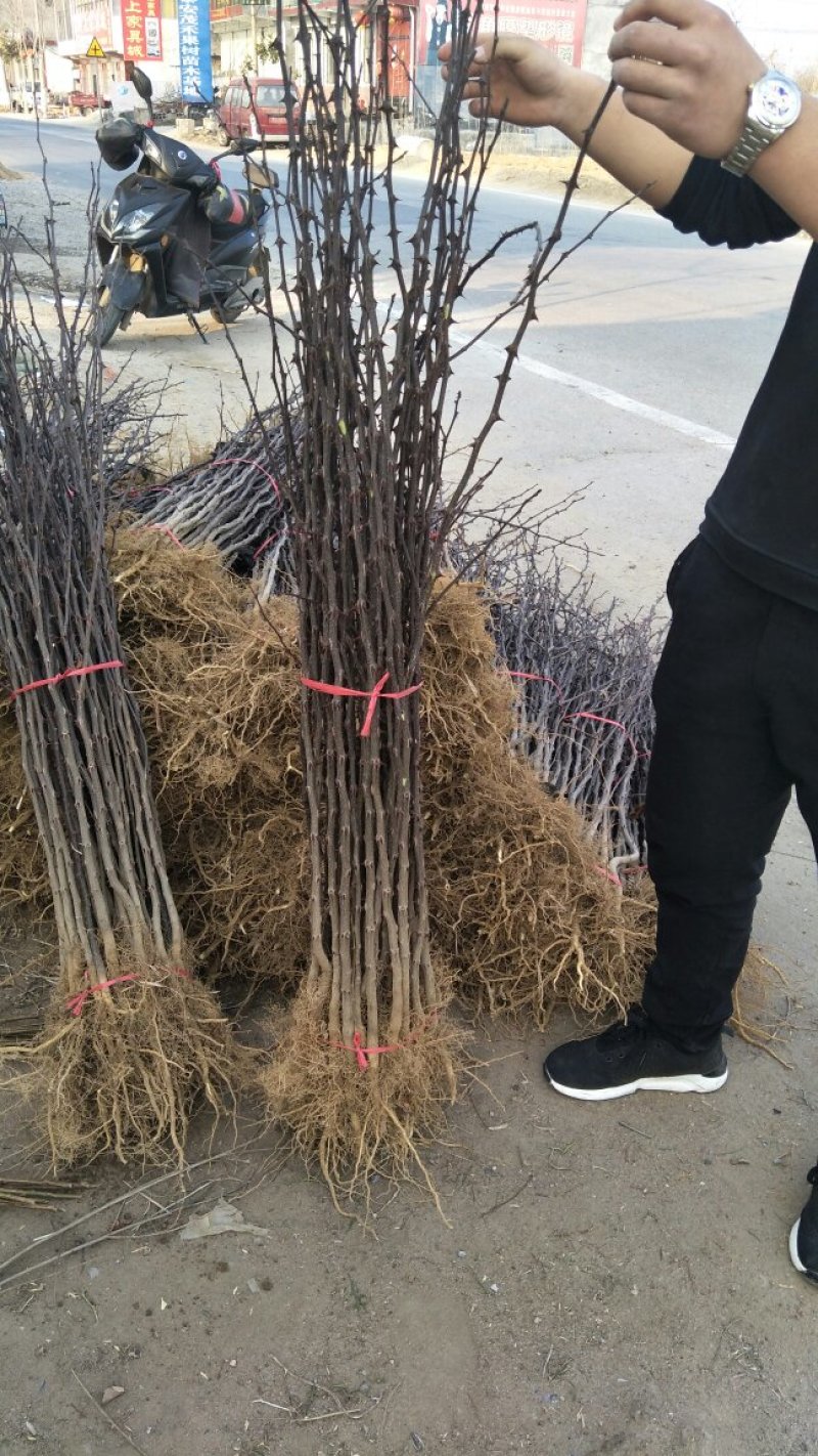 花椒树苗两年苗一米，大红袍花椒苗保湿邮寄价格便宜