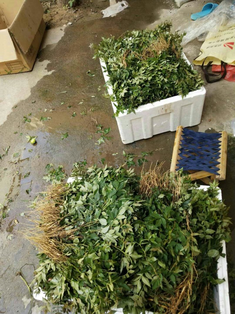 花椒树苗两年苗一米，大红袍花椒苗保湿邮寄价格便宜
