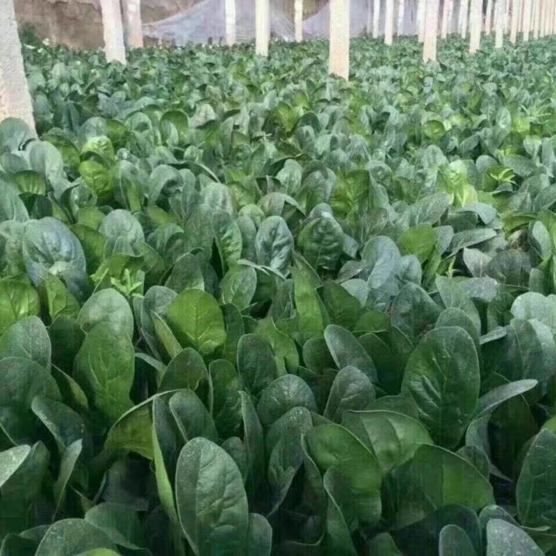 鼎菠一号菠菜